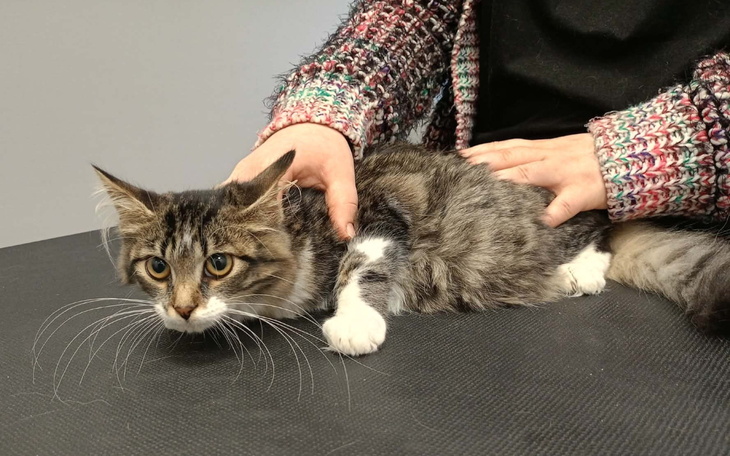 Kot leżący na stole, z zainteresowaniem obserwujący otoczenie.