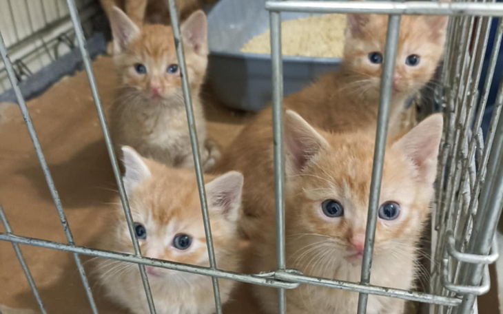 Cztery małe kotki w klatce, patrzące z ciekawością.