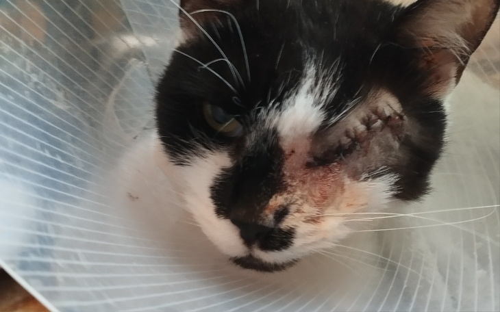 Zbiórka Leczenie kotki Zuzi - 5 lat - zdjęcie główne