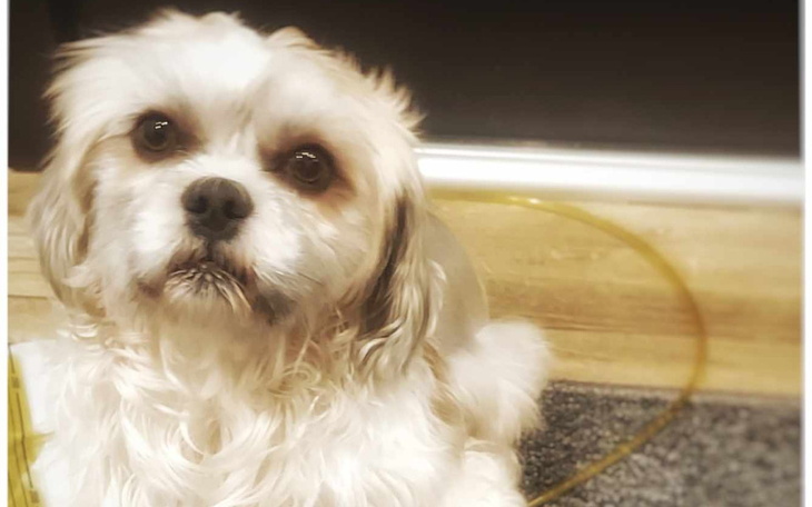 Zbiórka Pilna rehabilitacja dla Fado - zdjęcie główne