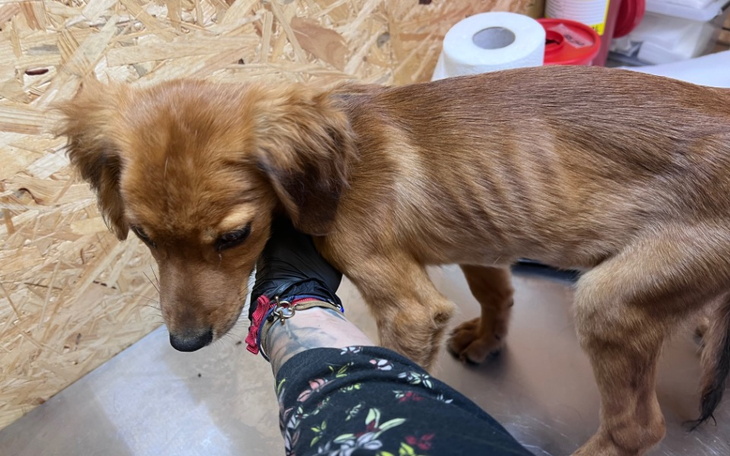 Zbiórka Zagłodzone i wyrzucone maluchy - zdjęcie główne