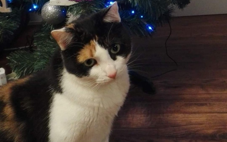 Kot wśród świątecznych dekoracji, z ciekawym spojrzeniem.