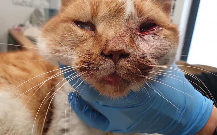 Zbiórka Rudziutki chce żyć - zdjęcie główne