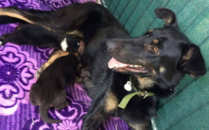 Zbiórka TILDA i szczeniaki z przytuliska - zdjęcie główne