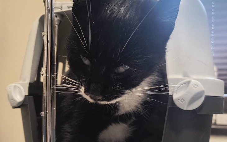 Zbiórka Transport koteczki - zdjęcie główne