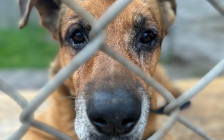 Pies patrzący przez ogrodzenie, z wyrazem tęsknoty.