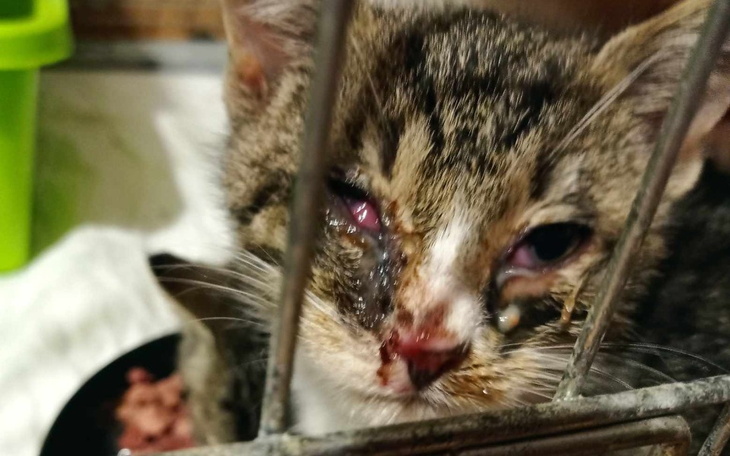 Zbiórka Koci dramat z Lasowca - zdjęcie główne