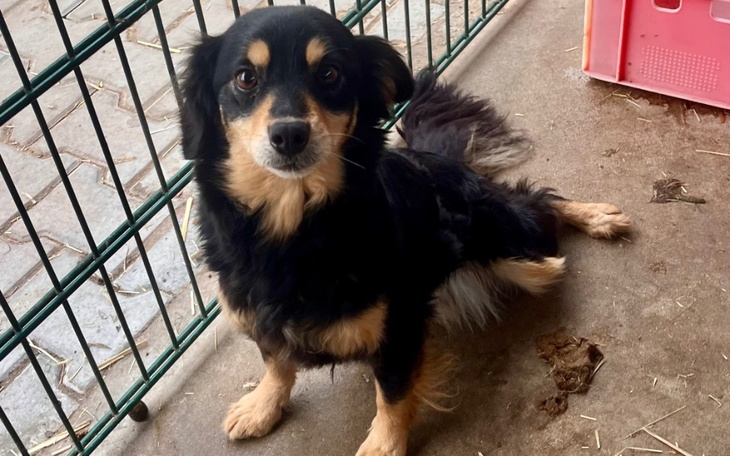 Pies siedzący na podwórku, z przyjaznym wyrazem twarzy.