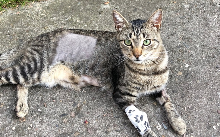 Zbiórka Ratunek dla Lalka - zdjęcie główne