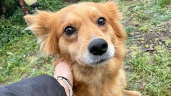 Zbiórka Nowe zycie bezdomnej suni - miniaturka zdjęcia