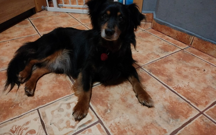 Zbiórka Na nowe życie dla Krasnala - zdjęcie główne