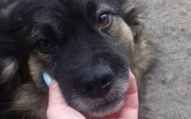 Zbiórka dla fundacji Nasze Bezdomniaki - zdjęcie główne