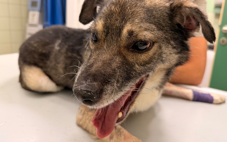 Pies w klinice weterynaryjnej, z wyciągniętym językiem.