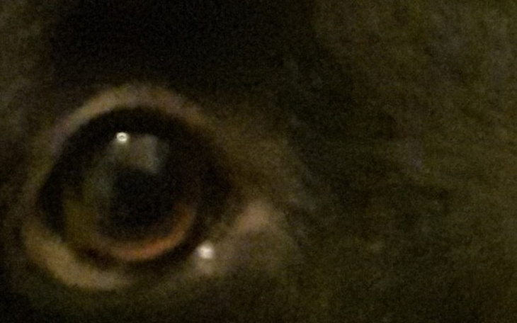 Zbiórka schronisko dla psów Marmurowa - zdjęcie główne