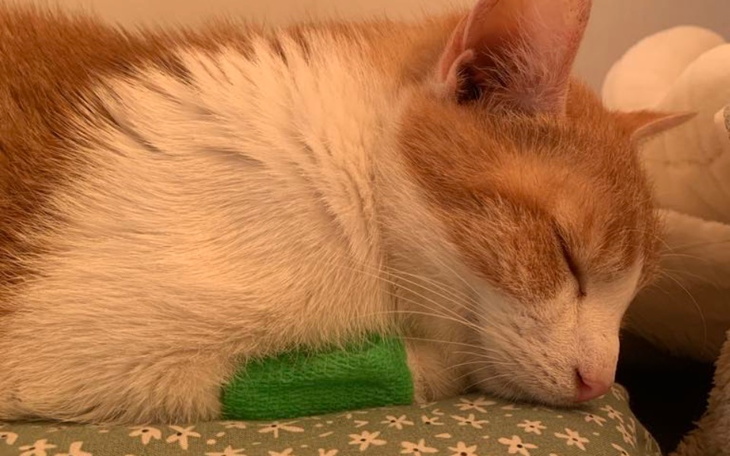 Kot z opatrunkiem na łapie, śpiący na poduszce.