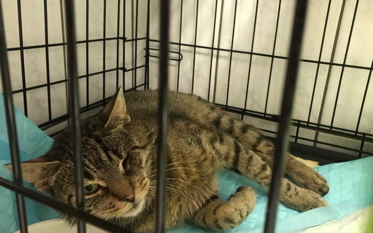 Zbiórka Życie bez bólu bezdomnego Lucka - zdjęcie główne