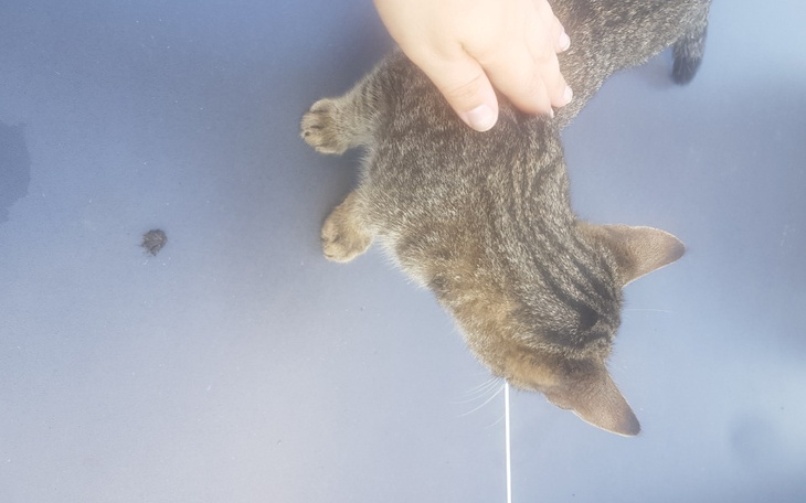 Zbiórka Szlachetna paczka pomaga STW - zdjęcie główne