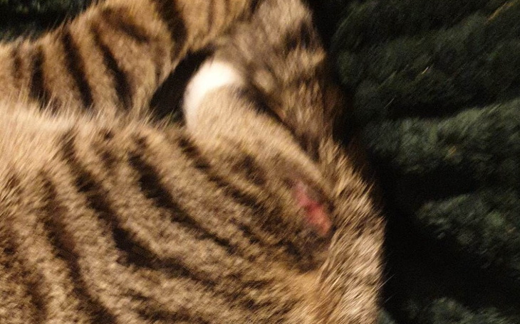 Zbiórka Zbieram na operację dla kotka - zdjęcie główne