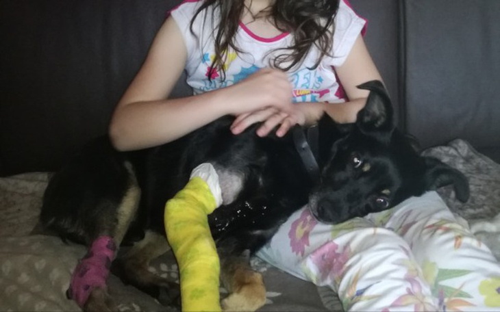 Zbiórka Ratujmy łapke po ataku pitt bula - zdjęcie główne