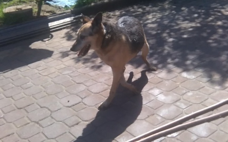 Pies spacerujący po podwórku w słoneczny dzień.