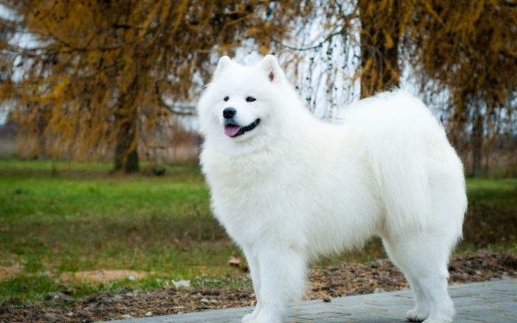 Zbiórka Na spełnienie marzenia córeczki - zdjęcie główne