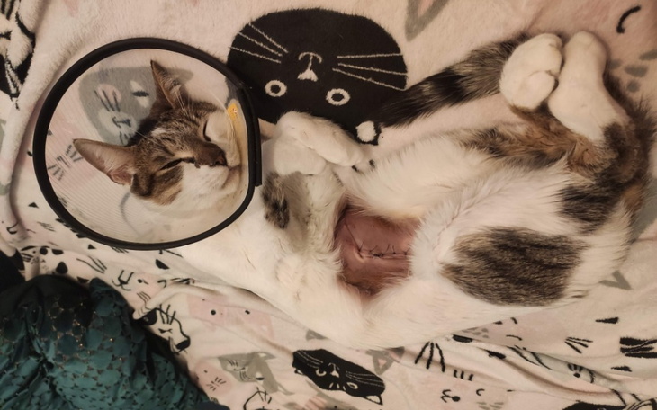 Zbiórka Blik walczy z FIPem - zdjęcie główne