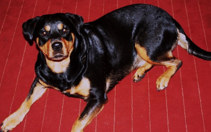 Czarny pies leżący na czerwonym dywanie.