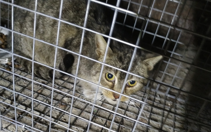 Uwięziony kot w klatce, patrzący na zewnątrz.