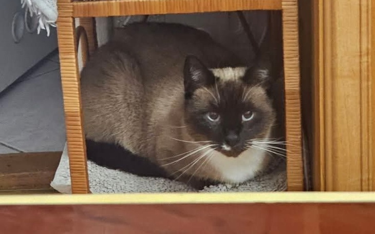 Kot w przytulnym miejscu, z wyrazem spokojnej ciekawości.