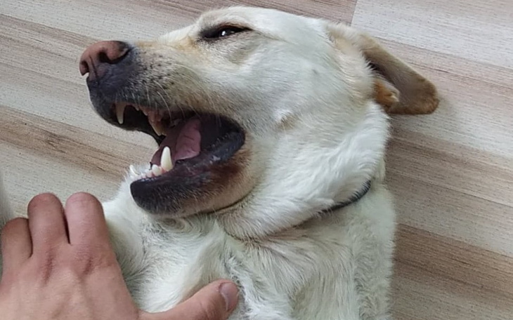 Zbiórka karmy, smakołyki dla psów - zdjęcie główne