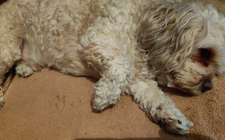 Zbiórka Na operację i leczenie dla Aresa - zdjęcie główne