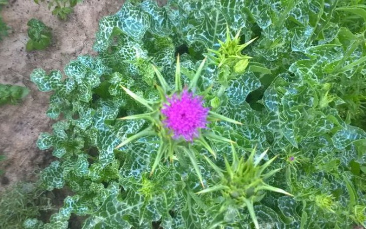 Zbiórka Wsparcie dla rodziców. - zdjęcie główne