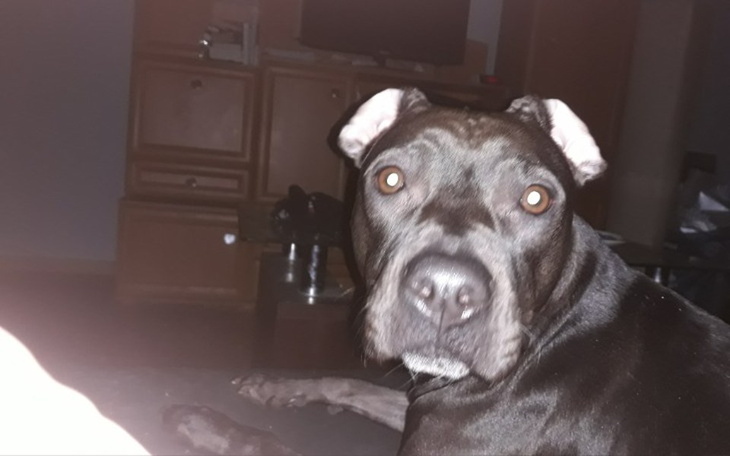 Zbiórka Leczenie chorego pieska - zdjęcie główne