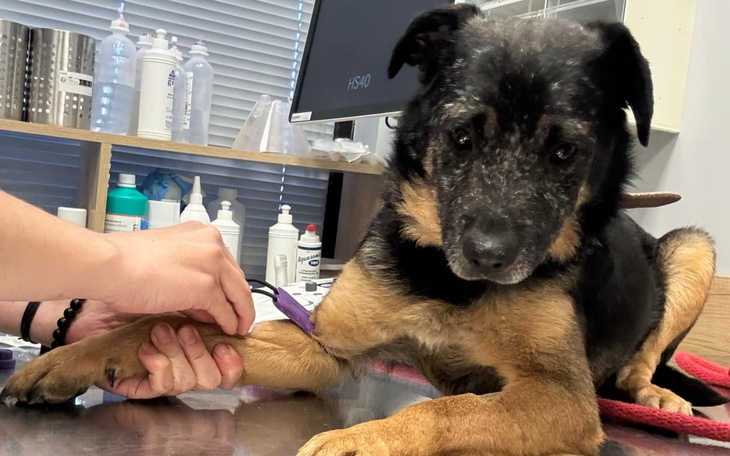 Pies w klinice weterynaryjnej, otrzymujący zastrzyk.