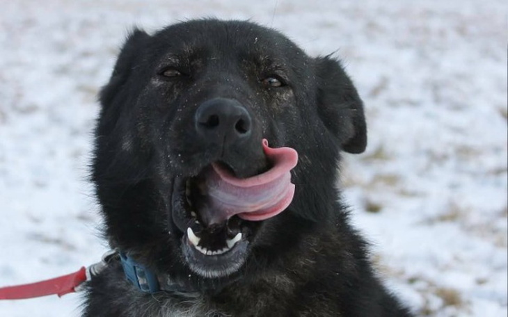 Zbiórka Kala zbiera na kojec przed zimą - zdjęcie główne