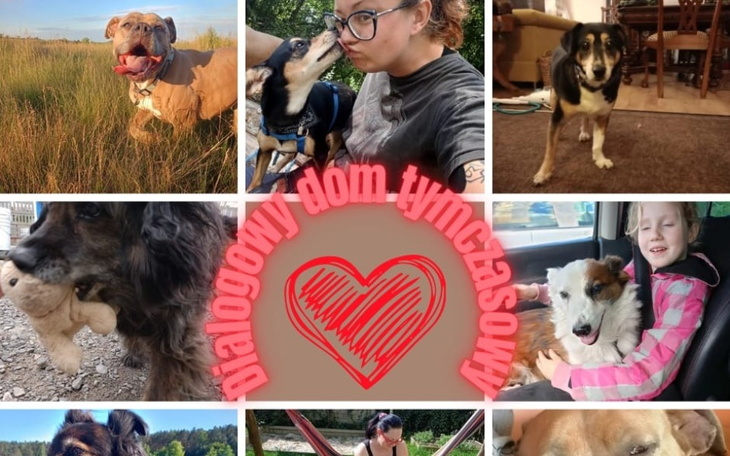 Zbiórka Zbiórka na długi za weterynarza - zdjęcie główne