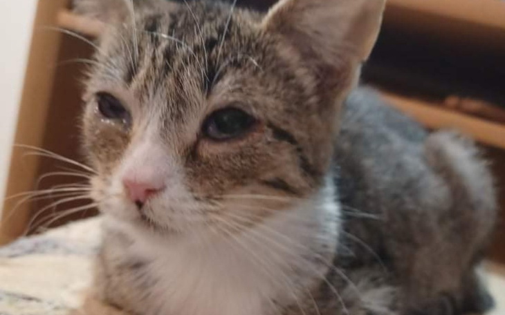 Zbiórka Dla potrzebujących kociakow - zdjęcie główne