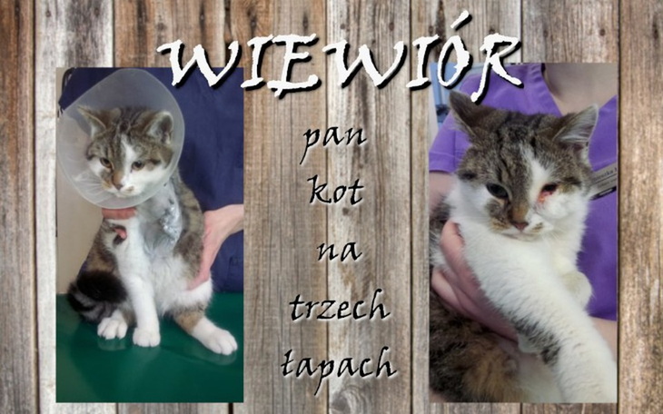 Zbiórka WIEWIÓR pan kot na trzech łapach - zdjęcie główne