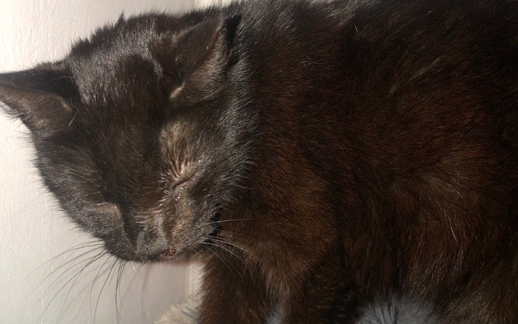 Czarny kot odpoczywający w przytulnym miejscu.