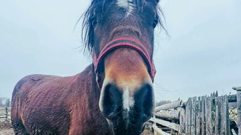 Zbiórka Pomóź Perunowi! - miniaturka zdjęcia