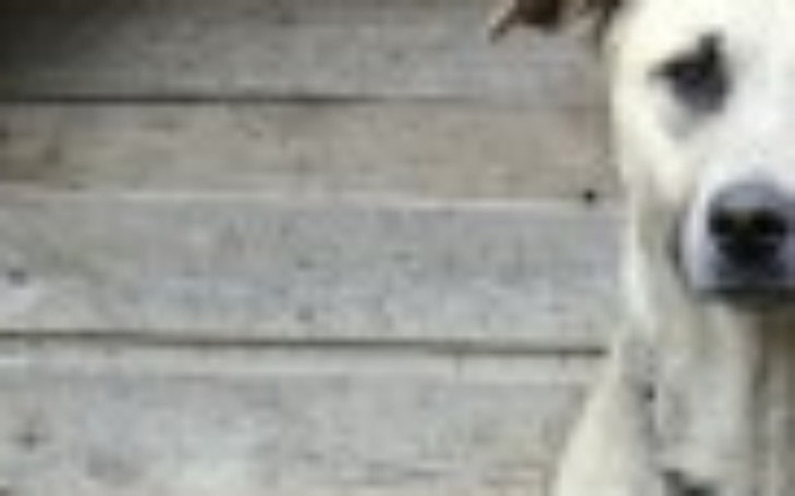 Zbiórka Dla psa na budę - zdjęcie główne