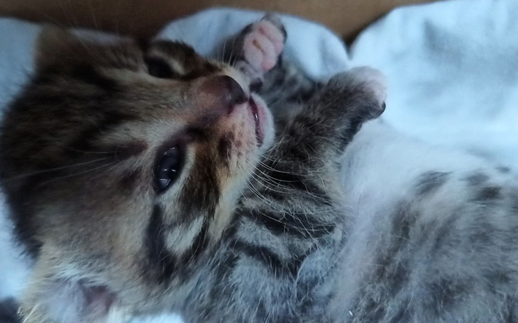 Zbiórka Bombeczka i dzieci walczą z FIP - zdjęcie główne