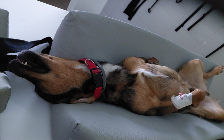 Zbiórka Diagnostyka psiego inwalidy - zdjęcie główne