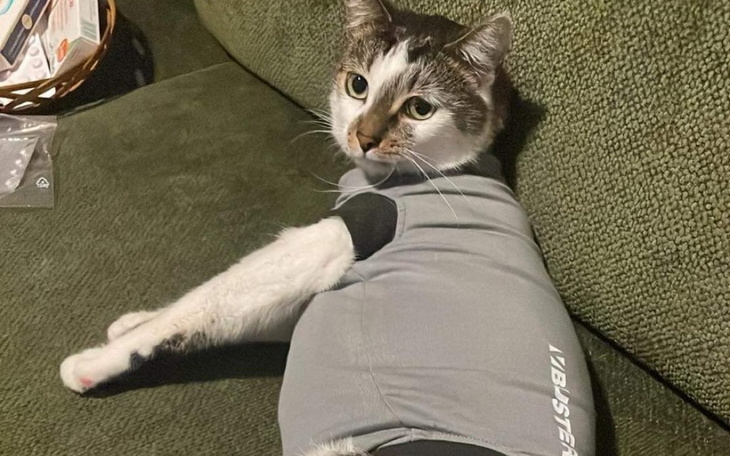 Zbiórka Rehabilitacja kota Ślimaczka - zdjęcie główne