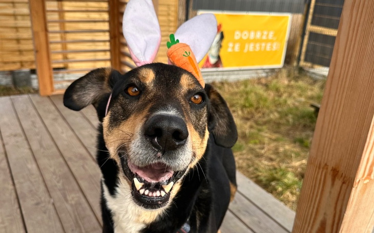 Zbiórka Wielkanocna zrzutka dla piesków - zdjęcie główne