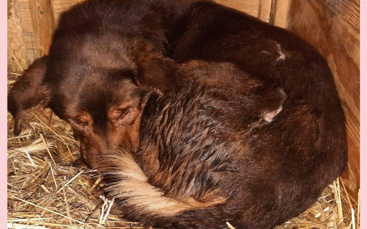 Zbiórka Opłacenie hoteliku - zdjęcie główne