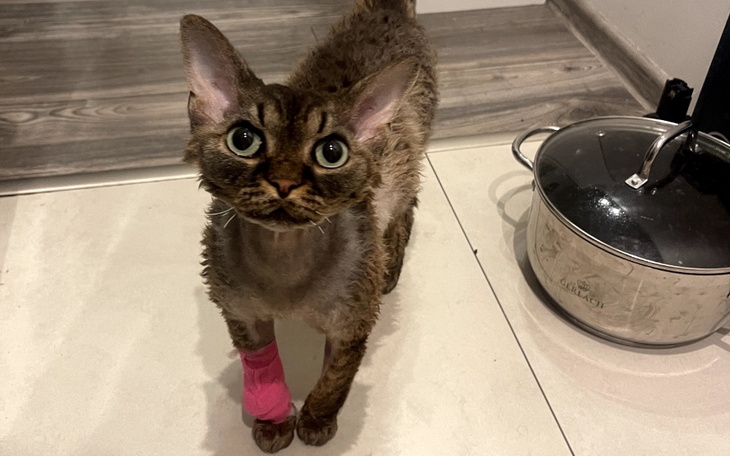 Obrazek związany z akcją charytatywną.