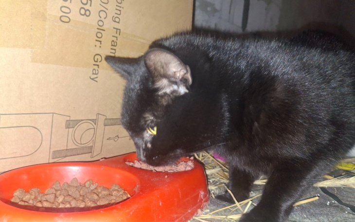 Czarny kot jedzący z miski w ciemnym pomieszczeniu.