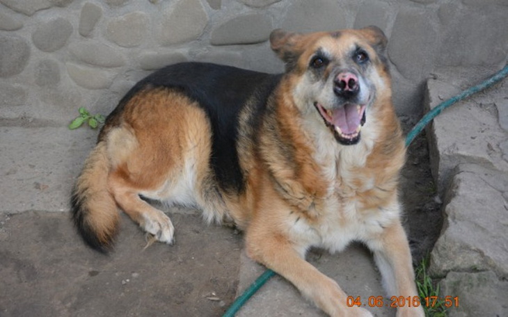 Zbiórka Dla Gwidonka - Noska - zdjęcie główne