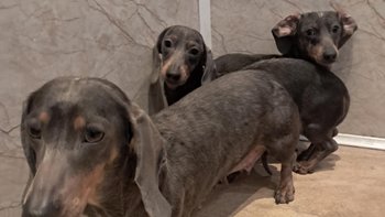 Zbiórka 3 maleńkie jamniczki z szopy - miniaturka zdjęcia